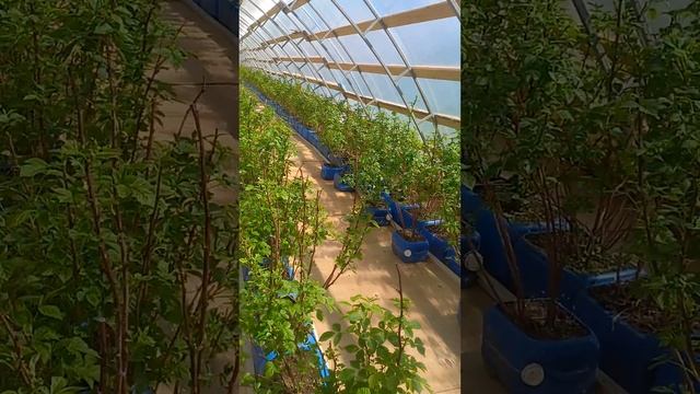 МАЛИНА МАРАВИЛА.САЖЕНЦЫ.89629075073. смотреть онлайн