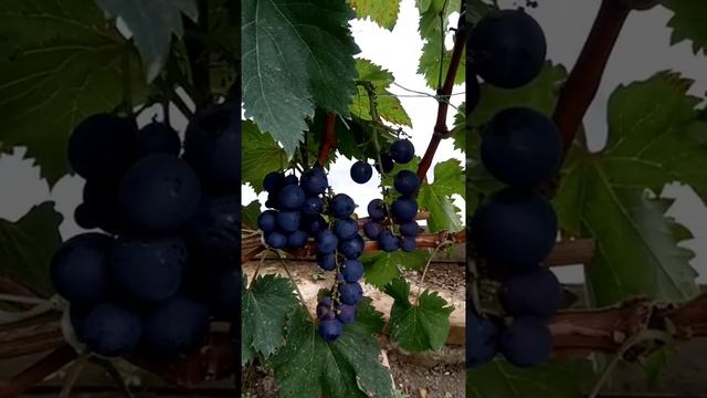 Леопольд третий смотреть онлайн