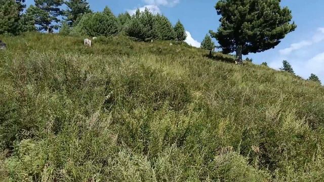 My first Vlog | Super adventure | Can we reach the top | Bravo yt смотреть онлайн