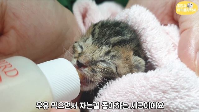 아기고양이 구조&임보 [2]아기고양이 네꼬물이 잘크고 있어요 :) смотреть онлайн