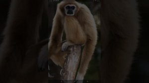 Поющие, длиннорукие ГИББОНЫ