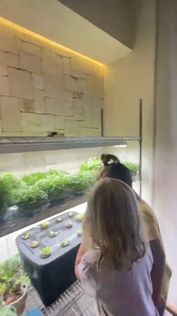 Веселое Занятие для детей - как вырастить Микрозелень ? полив и уход микрогрин смотреть онлайн