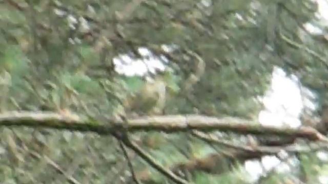 у пеночки теньковки истерика смотреть онлайн