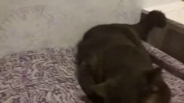 Злой кот атакует!!!