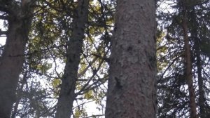 Охота на рябчика Часть 2- Охота с подхода или "случайно поднятый  на крыло рябчик"