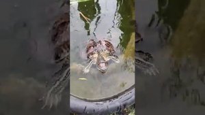 Красноухая черепаха прижилась у меня на даче.