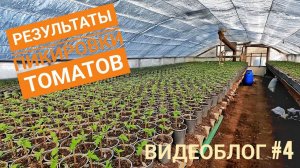 Результаты ПИКИРОВКИ рассады!