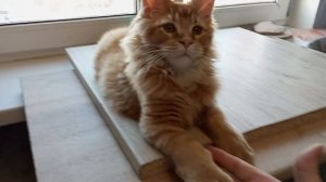 Мейн кун полидакт 3,5 месяца, изображает взрослого кота 🐱😼😼