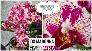 Phal. OX Madonna peloric 🌸 Орхидея бабочка Мадонна | Первое домашнее цветение азиатки 🥰Обзор сорта