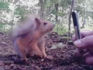 Кормим ручных белок в лесу г.Юбилейный. Это дикие белочки, но людей они не боятся, лезут в руки.