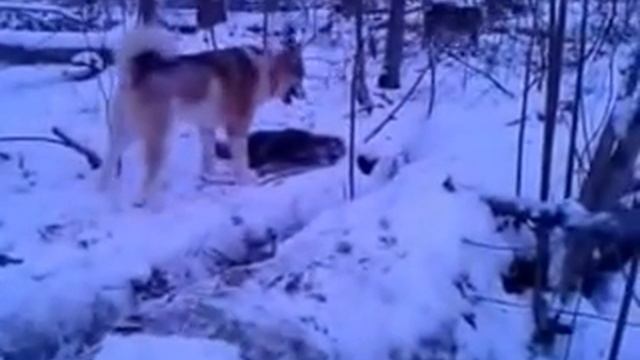 охота на енота с лайками смотреть онлайн