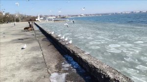 Керчь. Набережная, море, лёд 27.02.25