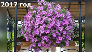 Вынужденная стрижка петунии в 2021 году.