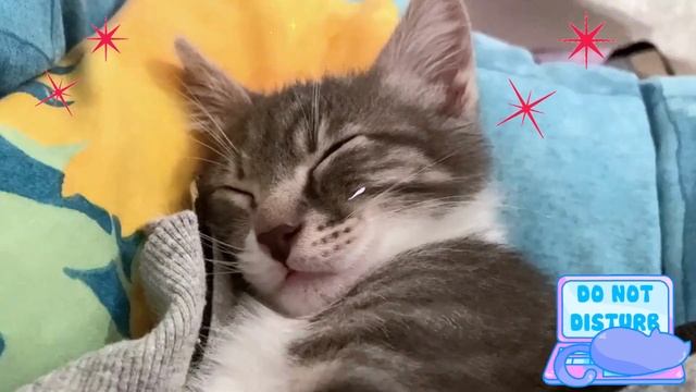 🐱🎧 Find Tranquility and Relief from Stress with 2 Hours of White Noise - Cat Purring for Deep Sleep