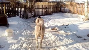 Игра козлов
