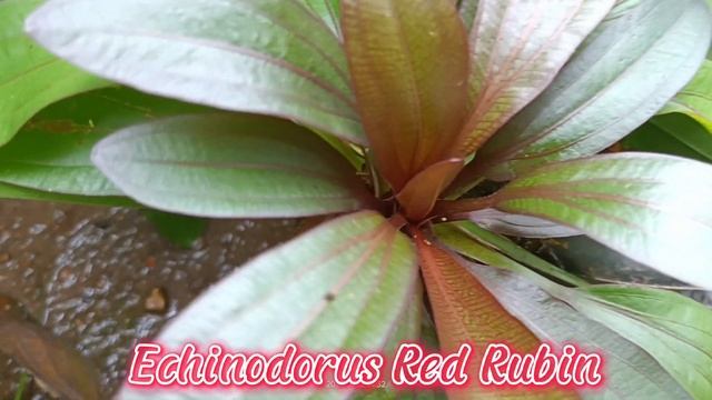 ECHINODORUS RED RUBIN (Emersed Form) | Aquatic Plants смотреть онлайн