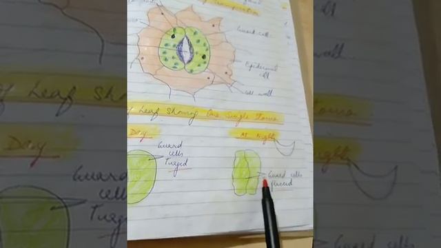 Part- 4 of lesson Transpiration смотреть онлайн