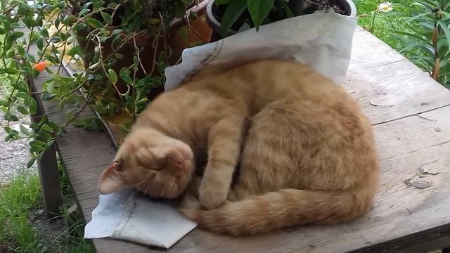 Сладок сон под музыку. смотреть онлайн