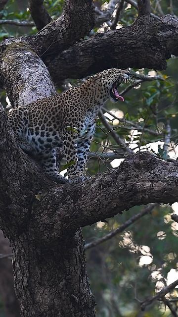 A beautiful #leopard on tree! From DUDHWA tiger reserve #ratishnairphotography #uttarpradeshtourism