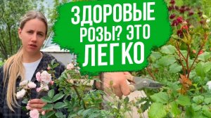 Уход за розами. Вредители и болезни роз. Как вырастить шикарные розы.
