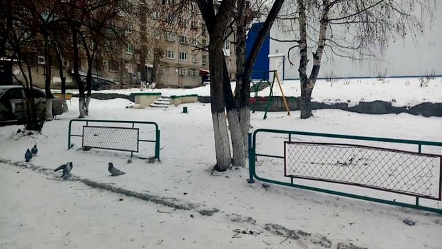 Стая голубей кормят друг друга яблоками дичькой смотреть онлайн