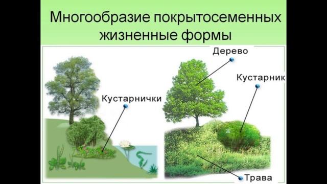 Биология 5-6 класс 21 Параграф " Покрытосеменные или цветковые растения" (Пасечник) аудио смотреть онлайн