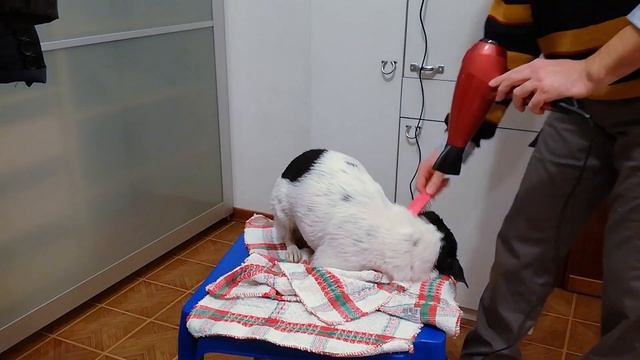 Hair Dryer Relax Sound - Dog Drying | Blow Dryer for Sleeping | Relax | Studying | ASMR смотреть онлайн