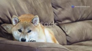 Шиба Ину: Король Мемов и Криптобудущего