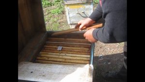 Подсадка маток по методу Цибина