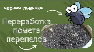 Львинка перерабатывает помет перепелов