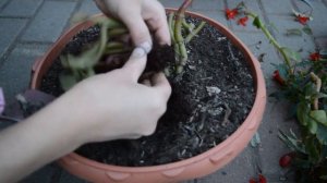 Какой клубень нарос у черенка клубневой бегонии на 2 год?