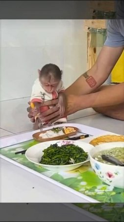 Приятного аппетита, Baby monkey! 1000033577.mp4