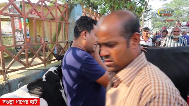 ১দিন ৫দিন ৭দিনের বাছুর সহ দুধের গাভীর বর্তমান বাজার।। বগুড়া ধাপের হাট।। Cow price in Bangladesh смотреть онлайн