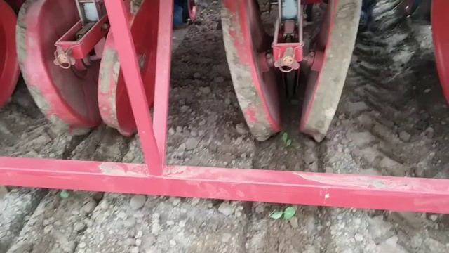 высадка рассады капусты в поле в начале мая смотреть онлайн