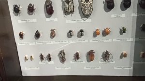 рыжий пёс. красноярский краеведческий музей. удивительное место. чучела животных. скелет мамонта.