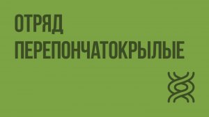 Отряд Перепончатокрылые. Видеоурок по биологии 7 класс