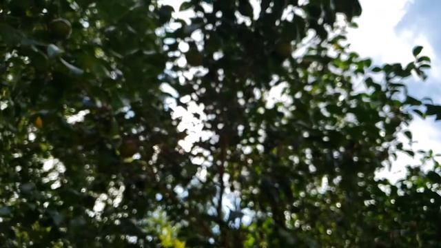 Camellia Japonica смотреть онлайн