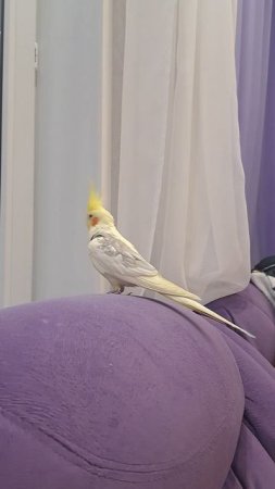 Тошка поёт на спинке дивана глядя в окно) #корелла #попугай #birds #parrot #corella