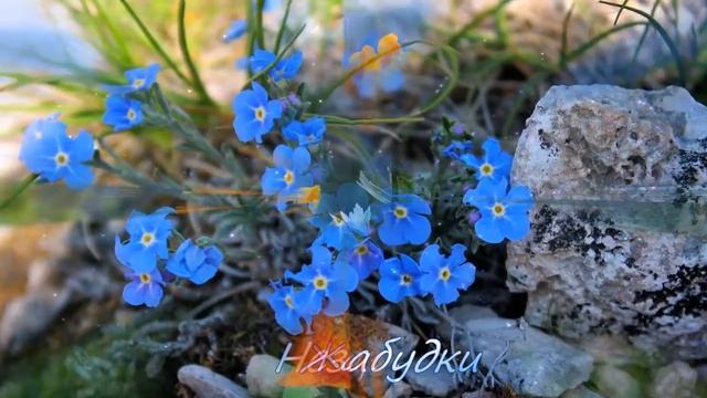 Здравствуй, моя нежная весна... - В музыке Сергея Чекалина "Музыка весны". смотреть онлайн