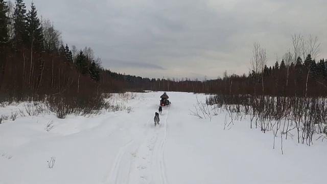 Снегопокатушки в лесу, по болоту Бобриная нора на болоте.Бобер вышел из норы поесть ветки орешника смотреть онлайн