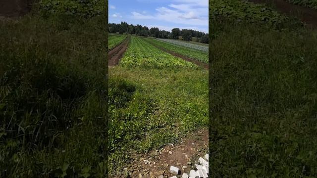 У фермера Юрия Бирюкова  который выращивает огурцы и капусту на самом севере Марий Эл урожайный го