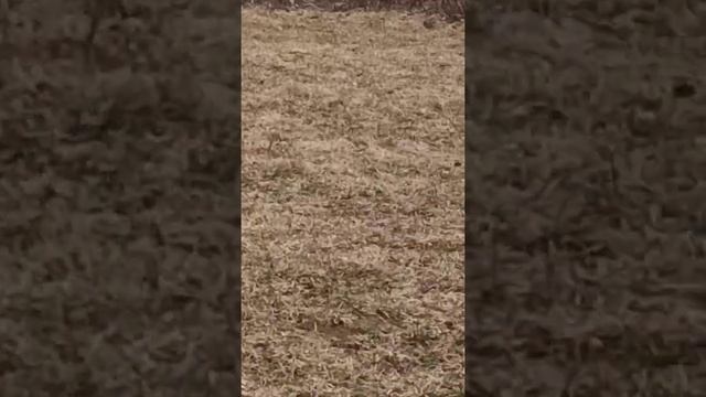 Озерки. Конец апреля 2022г. смотреть онлайн