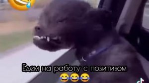 Улыбаемся и машем (Мадагаскар, пингвины, мультфильм)