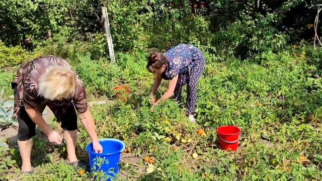 Собираем урожай помидоров и огурцов Харьков Август 2022 смотреть онлайн