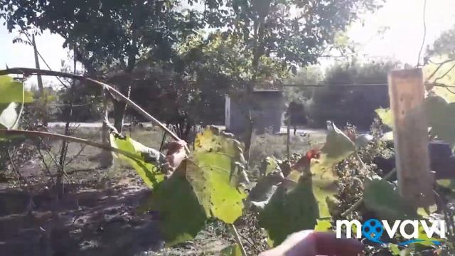 #продам #грецкий #орех 1 кг 300 рублей 89615235438 урожай кабачков уборка на даче 7 10 2020 смотреть онлайн