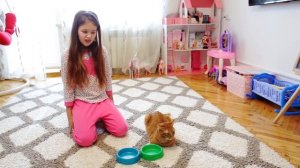 24 часа ЧЕЛЛЕНДЖ Питомец котёнок СИМБА управляет ДНЁМ Яны