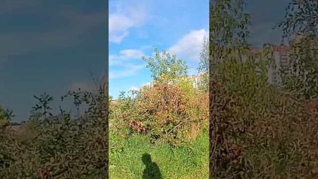 Санкт-Петербург типичный Питер СПб Мартыновский сквер север парк природа зелень свежесть на Коменде смотреть онлайн