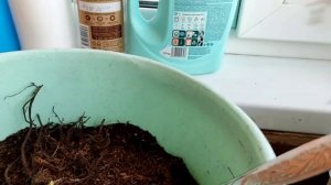 Новая покупка на Вайлдберриз, морозник для сада