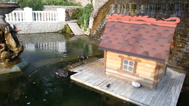 2016 09 05 Лебеди Каменец Подольский смотреть онлайн