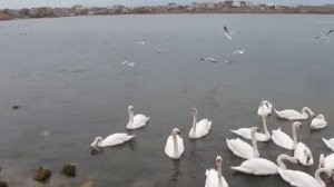 Лебеди,чайки, голуби.Черноморское.Крым - 2013.